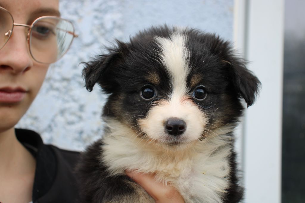 Of Little Blue Stars - Chiots disponibles - Berger Américain Miniature 
