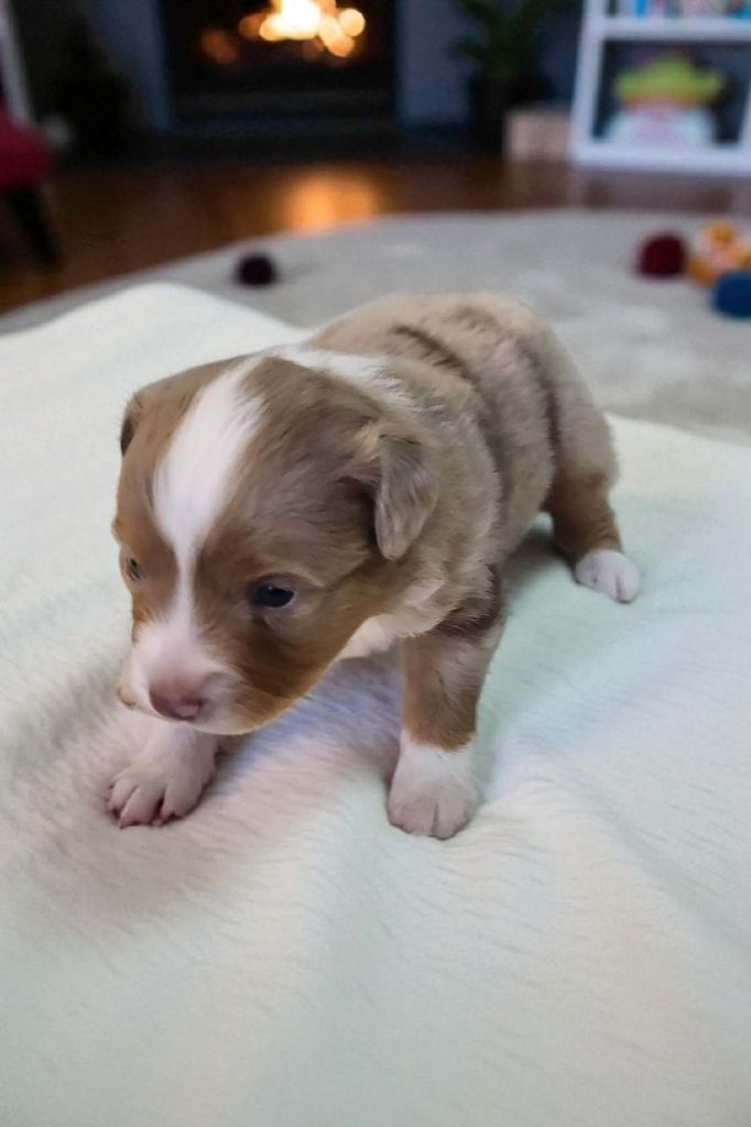 Of Little Blue Stars - Chiots disponibles - Berger Américain Miniature 