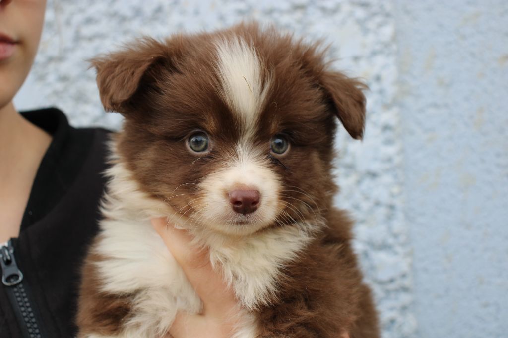 Of Little Blue Stars - Chiots disponibles - Berger Américain Miniature 
