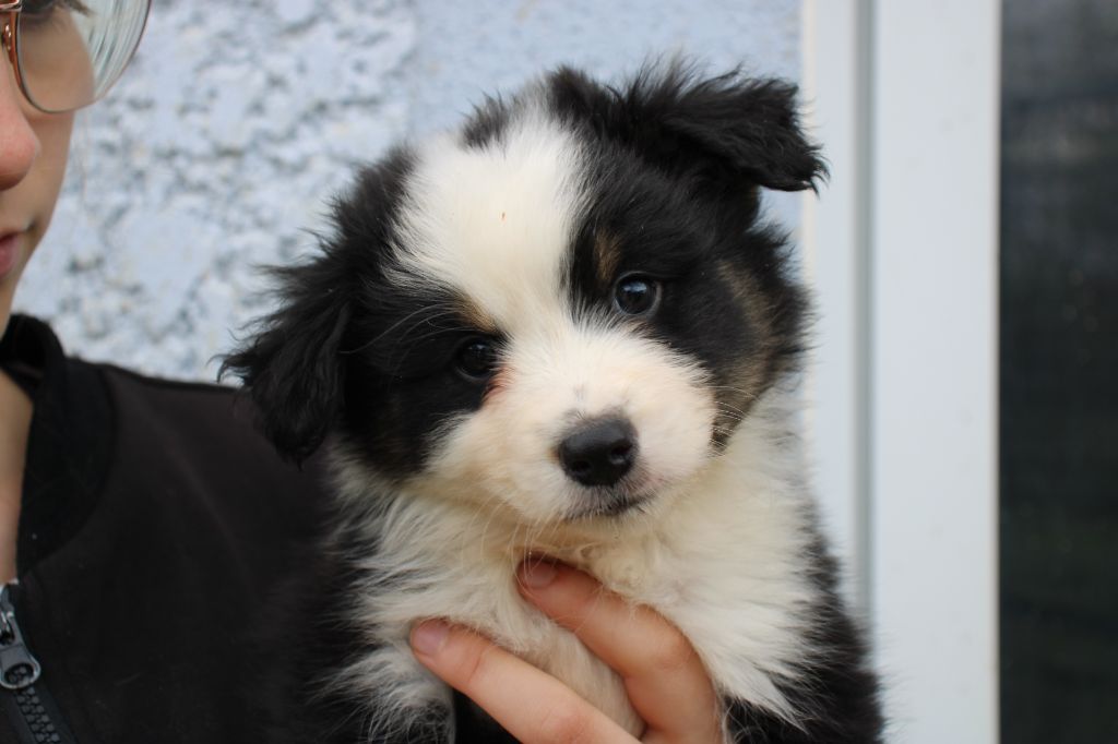 Of Little Blue Stars - Chiots disponibles - Berger Américain Miniature 