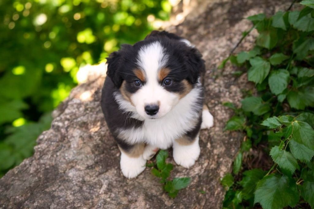 Of Little Blue Stars - Chiots disponibles - Berger Américain Miniature 
