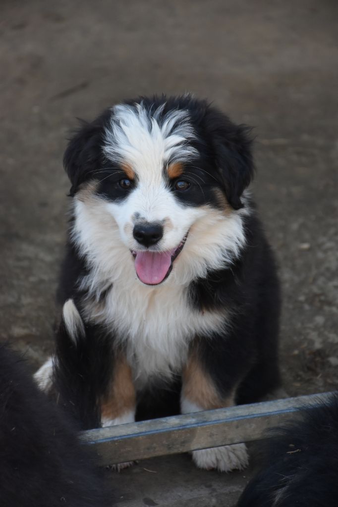 Of Little Blue Stars - Chiots disponibles - Berger Américain Miniature 