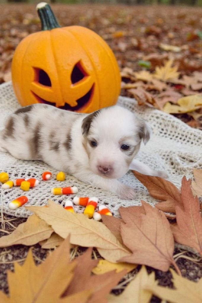 Of Little Blue Stars - Chiots disponibles - Berger Américain Miniature 