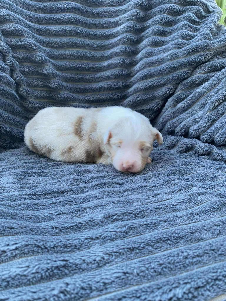 Of Little Blue Stars - Chiots disponibles - Berger Américain Miniature 