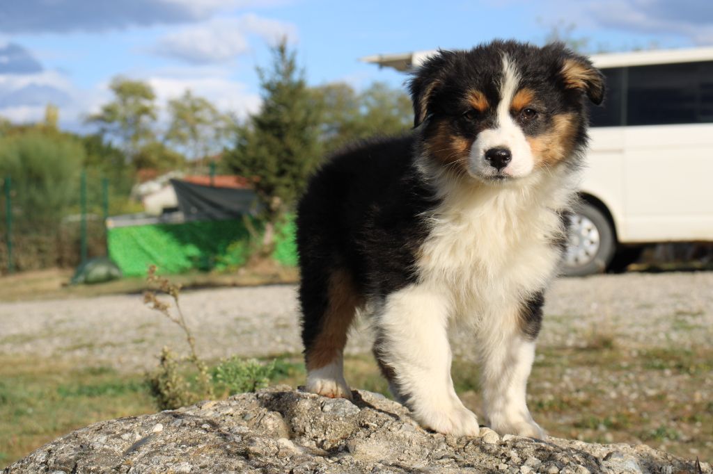 Of Little Blue Stars - Chiots disponibles - Berger Australien