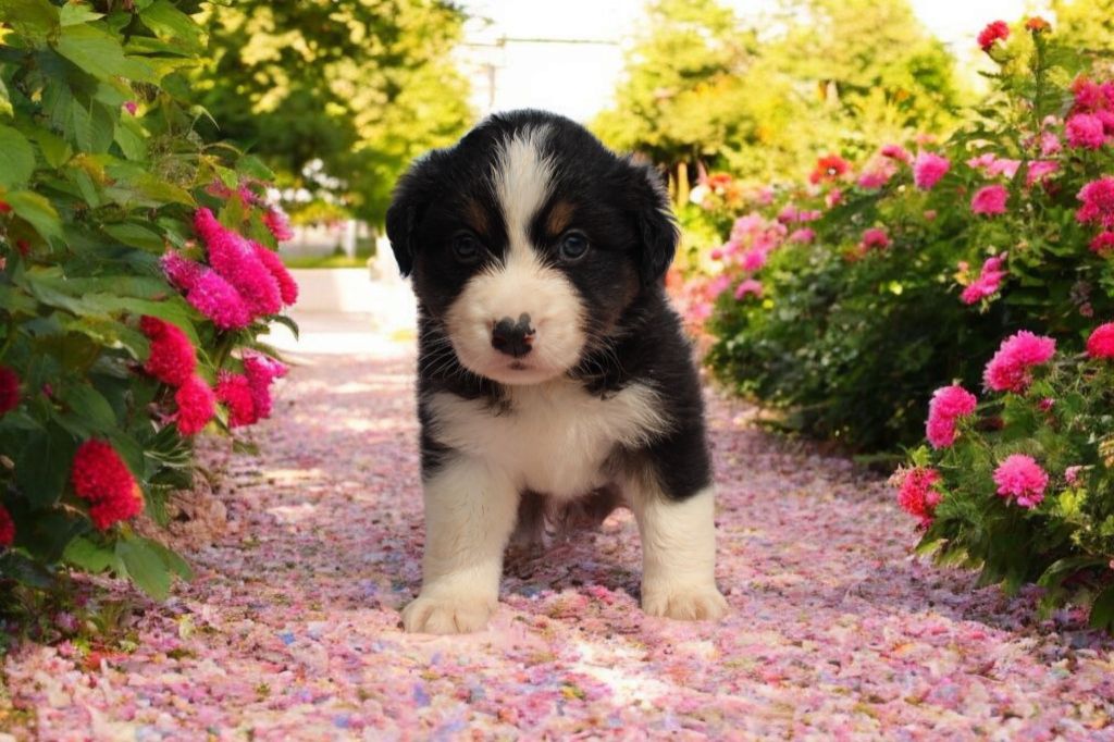 Of Little Blue Stars - Chiots disponibles - Berger Américain Miniature 